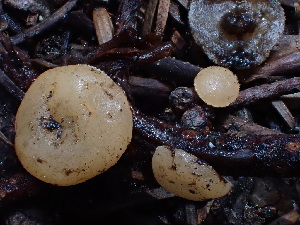  ( - HAY-F-003878)  @11 [ ] by-nc (2023) Grace Stark Fungal Diversity Survey
