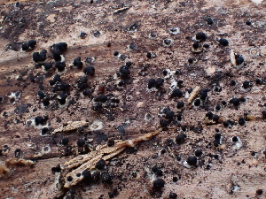  (Resupinatus sp. CA01 - HAY-F-003915)  @11 [ ] by-nc (2023) Grace Stark Fungal Diversity Survey