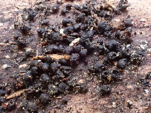  ( - HAY-F-003915)  @11 [ ] by-nc (2023) Grace Stark Fungal Diversity Survey