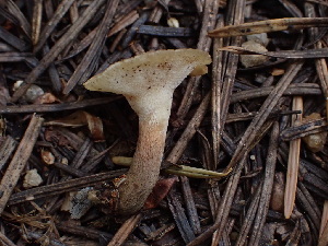  (Picipes tubaeformis - HAY-F-003917)  @11 [ ] by-nc (2023) Grace Stark Fungal Diversity Survey