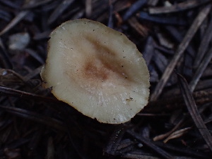  ( - HAY-F-003917)  @11 [ ] by-nc (2023) Grace Stark Fungal Diversity Survey