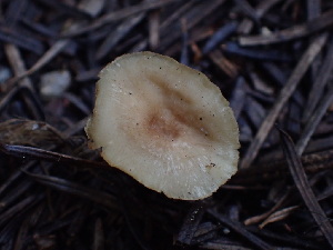  ( - HAY-F-003917)  @11 [ ] by-nc (2023) Grace Stark Fungal Diversity Survey