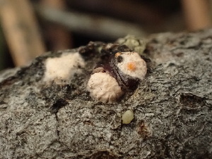  ( - HAY-F-003876)  @11 [ ] by-nc (2023) Grace Stark Fungal Diversity Survey