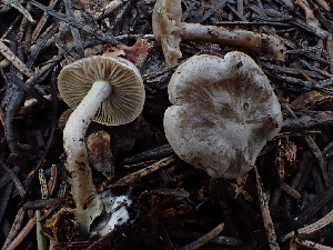  ( - HAY-F-003869)  @11 [ ] by-nc (2023) Grace Stark Fungal Diversity Survey