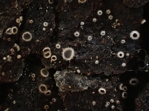  (Hyalopeziza - HAY-F-003936)  @11 [ ] by-nc (2023) Grace Stark Fungal Diversity Survey
