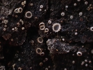  ( - HAY-F-003936)  @11 [ ] by-nc (2023) Grace Stark Fungal Diversity Survey