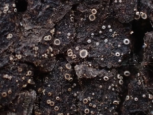  ( - HAY-F-003936)  @11 [ ] by-nc (2023) Grace Stark Fungal Diversity Survey