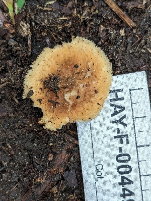  (Polyporus - HAY-F-004490)  @11 [ ] by-nc (2023) Stu Pickell Fungal Diversity Survey