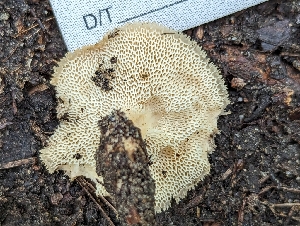  ( - HAY-F-004490)  @11 [ ] by-nc (2023) Stu Pickell Fungal Diversity Survey