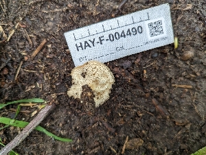  ( - HAY-F-004490)  @11 [ ] by-nc (2023) Stu Pickell Fungal Diversity Survey