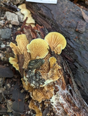  ( - HAY-F-004491)  @11 [ ] by-nc (2023) Stu Pickell Fungal Diversity Survey