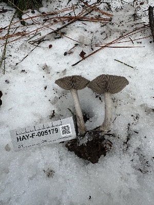  ( - HAY-F-005179)  @11 [ ] c (2023) Rudy Diaz Fungal Diversity Survey
