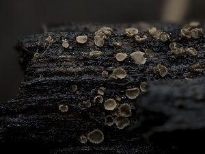  ( - HAY-F-004488)  @11 [ ] by-nc (2023) Stu Pickell Fungal Diversity Survey
