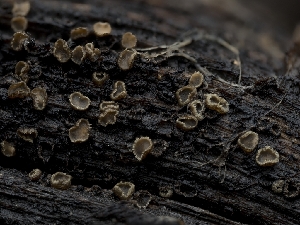  ( - HAY-F-004488)  @11 [ ] by-nc (2023) Stu Pickell Fungal Diversity Survey