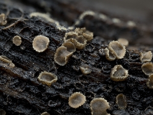  (Trichopeziza - HAY-F-004488)  @11 [ ] by-nc (2023) Stu Pickell Fungal Diversity Survey
