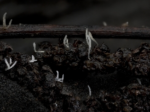  ( - HAY-F-004486)  @11 [ ] by-nc (2023) Stu Pickell Fungal Diversity Survey