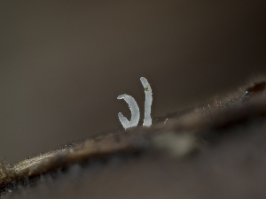  ( - HAY-F-004486)  @11 [ ] by-nc (2023) Stu Pickell Fungal Diversity Survey