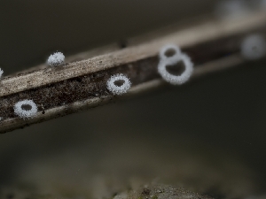  (Lachnella - HAY-F-004485)  @11 [ ] by-nc (2023) Stu Pickell Fungal Diversity Survey