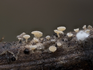  (Crocicreas cyathoideum - HAY-F-004484)  @11 [ ] by-nc (2023) Stu Pickell Fungal Diversity Survey