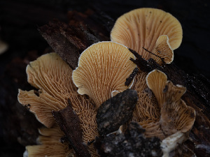  ( - HAY-F-004491)  @11 [ ] by-nc (2023) Stu Pickell Fungal Diversity Survey