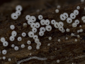  (Henningsomyces - HAY-F-004474)  @11 [ ] by-nc (2023) Stu Pickell Fungal Diversity Survey