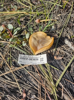  ( - HAY-F-003656)  @11 [ ] by-nc (2023) Sadie Hickey Fungal Diversity Survey