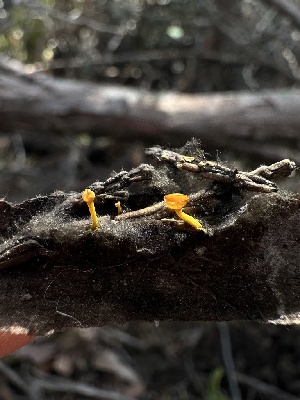  ( - HAY-F-005181)  @11 [ ] c (2023) Rudy Diaz Fungal Diversity Survey