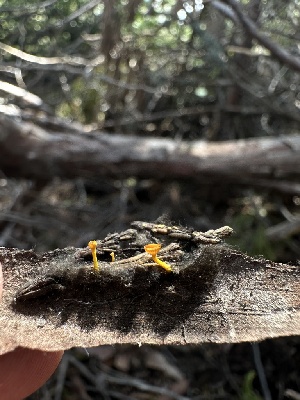  ( - HAY-F-005181)  @11 [ ] c (2023) Rudy Diaz Fungal Diversity Survey