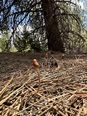  (Galeropsis polytrichoides - HAY-F-005182)  @11 [ ] c (2023) Rudy Diaz Fungal Diversity Survey