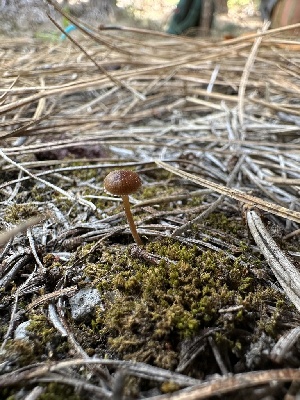  ( - HAY-F-005184)  @11 [ ] c (2023) Rudy Diaz Fungal Diversity Survey