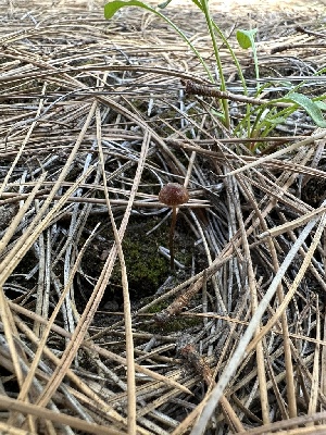  ( - HAY-F-005184)  @11 [ ] c (2023) Rudy Diaz Fungal Diversity Survey