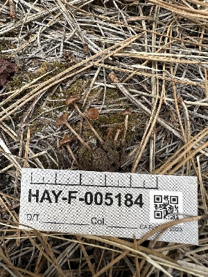  ( - HAY-F-005184)  @11 [ ] c (2023) Rudy Diaz Fungal Diversity Survey