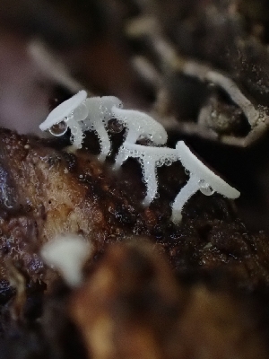  (Lachnum sp. CA05 - HAY-F-003627)  @11 [ ] by-nc (2023) Sadie Hickey Fungal Diversity Survey