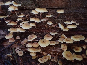 ( - HAY-F-003628)  @11 [ ] by-nc (2023) Sadie Hickey Fungal Diversity Survey