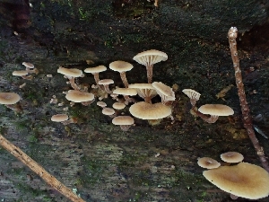  ( - HAY-F-003628)  @11 [ ] by-nc (2023) Sadie Hickey Fungal Diversity Survey