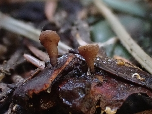  ( - HAY-F-003630)  @11 [ ] by-nc (2023) Sadie Hickey Fungal Diversity Survey