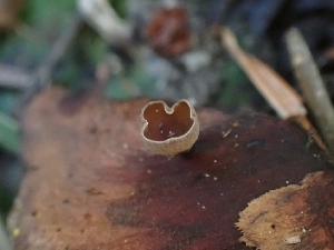  ( - HAY-F-003630)  @11 [ ] by-nc (2023) Sadie Hickey Fungal Diversity Survey