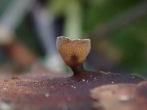  ( - HAY-F-003630)  @11 [ ] by-nc (2023) Sadie Hickey Fungal Diversity Survey