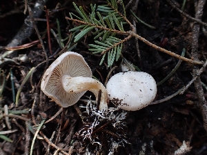  (Clitocybe albirhiza - HAY-F-003629)  @11 [ ] by-nc (2023) Sadie Hickey Fungal Diversity Survey