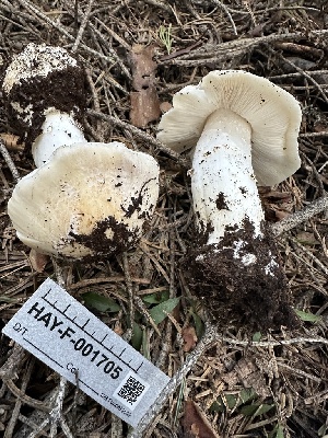  ( - HAY-F-001705)  @11 [ ] by-nc (2023) Bat Vardeh Fungal Diversity Survey