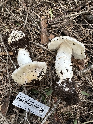  ( - HAY-F-001705)  @11 [ ] by-nc (2023) Bat Vardeh Fungal Diversity Survey