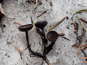  ( - HAY-F-003631)  @11 [ ] by-nc (2023) Sadie Hickey Fungal Diversity Survey