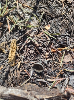  ( - HAY-F-003631)  @11 [ ] by-nc (2023) Sadie Hickey Fungal Diversity Survey
