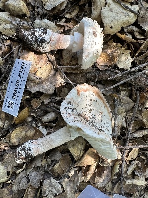  ( - HAY-F-001698)  @11 [ ] by-nc (2023) Bat Vardeh Fungal Diversity Survey