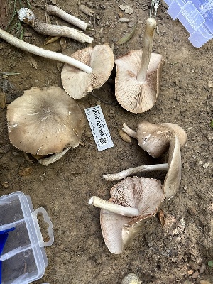  ( - HAY-F-001699)  @11 [ ] by-nc (2023) Bat Vardeh Fungal Diversity Survey