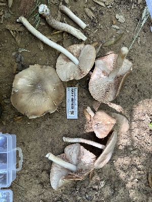  ( - HAY-F-001699)  @11 [ ] by-nc (2023) Bat Vardeh Fungal Diversity Survey