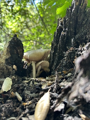  (Pluteus petasatus - HAY-F-001699)  @11 [ ] by-nc (2023) Bat Vardeh Fungal Diversity Survey