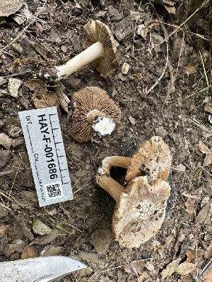  ( - HAY-F-001686)  @11 [ ] by-nc (2023) Bat Vardeh Fungal Diversity Survey