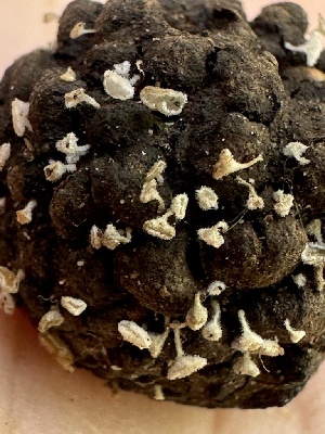  ( - HAY-F-001680)  @11 [ ] by-nc (2023) Bat Vardeh Fungal Diversity Survey