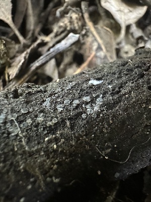 ( - HAY-F-002720)  @11 [ ] c (2023) Rudy Diaz Fungal Diversity Survey